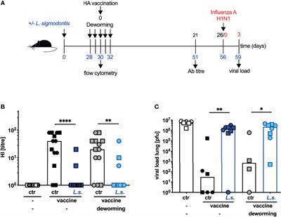 A Combination of Deworming and Prime-Boost Vaccination Regimen Restores Efficacy of Vaccination Against Influenza in Helminth-Infected Mice